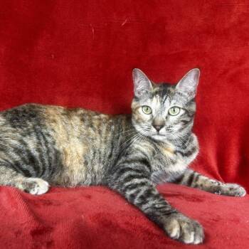 Audrey -  Domestic Short Hair Cat Available for Adoption in Conway, New Hampshire - Audrey | PetCurious