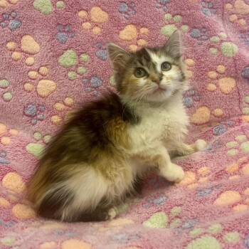 Shelly -  Domestic Medium Hair Cat for Adoption in Park City, Utah - Shelly | PetCurious