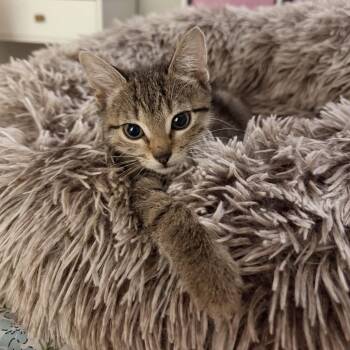 Tyrannosaurus Rex -  Domestic Short Hair Cat for Adoption in Port Richey, Florida - Tyrannosaurus Rex | PetCurious