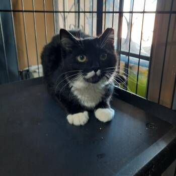Boppity -  Domestic Short Hair Cat for Adoption in Casa Grande, Arizona - Boppity | PetCurious