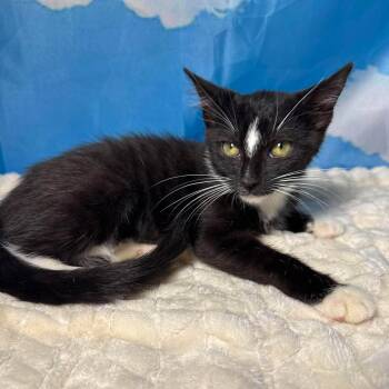 Sunshine -  Tuxedo Cat for Adoption in Greensburg, Pennsylvania - Sunshine | PetCurious