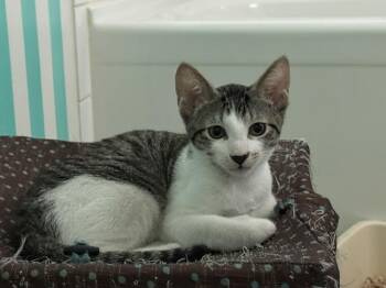 Schoreder -  Tabby Cat for Adoption in Burnaby, British Columbia - Schoreder | PetCurious