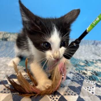 May -  Domestic Short Hair Cat for Adoption in San Antonio, Texas - May | PetCurious