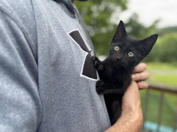 Rescue Domestic Short Hair Cats for Adoption in Gradyville, Kentucky - Onyx | PetCurious