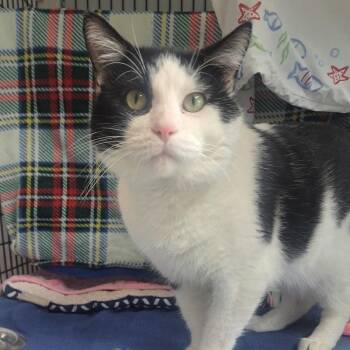 MoonMoon -  Domestic Short Hair Cat for Adoption in Chicago, Illinois - MoonMoon | PetCurious
