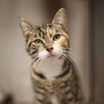 Domestic Short Hair Cats Available for Adoption in Atlanta, Georgia - Lollipop | PetCurious
