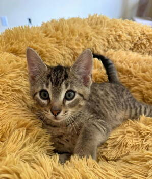 Rescue Tabby Cats for Adoption in Knoxville, Tennessee - Leo | PetCurious