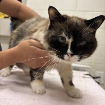 Princessa -  Domestic Short Hair Cat for Adoption in Murray, Utah - Princessa | PetCurious