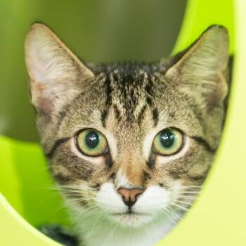 Pot Pie -  Domestic Short Hair Cat for Adoption in Middletown, Rhode Island - Pot Pie | PetCurious