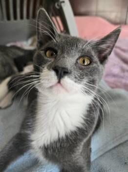 Rescue Domestic Short Hair Cats for Adoption in Salinas, California - Greybee | PetCurious