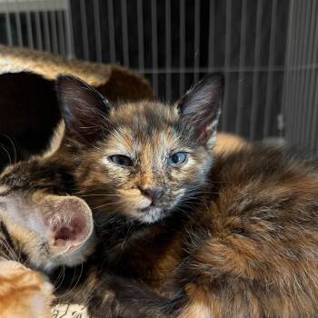 Domestic Short Hair Cats Available for Adoption in Chandler, Arizona - Margo | PetCurious