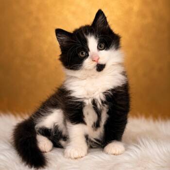 Angel Eyes -  Domestic Medium Hair Cat for Adoption in Binghamton, New York - Angel Eyes | PetCurious