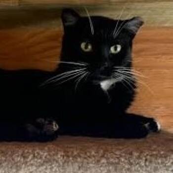 Boop -  Domestic Short Hair Cat for Adoption in Libby, Montana - Boop | PetCurious