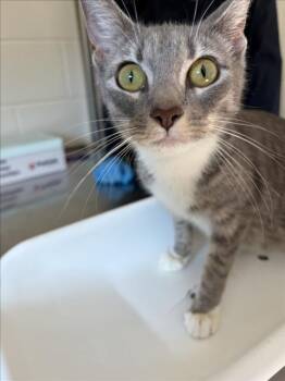 SANDY -  Domestic Short Hair Cat for Adoption in Derwood, Maryland - SANDY | PetCurious