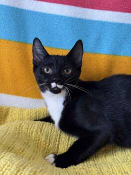 Rescue American Shorthair Cats for Adoption in Barboursville, West Virginia - Cledus | PetCurious