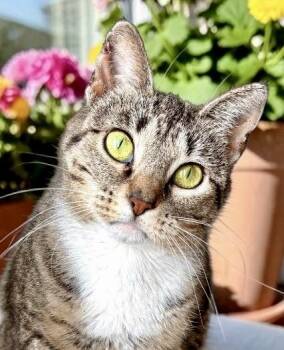 Juno -  Tabby Cat for Adoption in Perry, Iowa - Juno | PetCurious