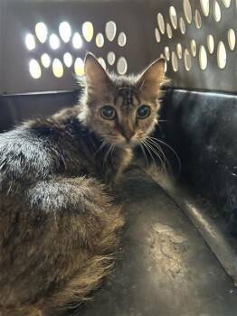 ASH -  Domestic Medium Hair Cat for Adoption in San Antonio, Texas - ASH | PetCurious