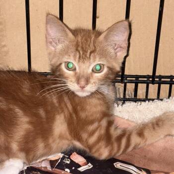 Dandi -  Domestic Short Hair Cat for Adoption in Santa Fe, Texas - Dandi | PetCurious