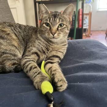 Rescue Domestic Short Hair Cats for Adoption in Los Angeles, California - JK | PetCurious