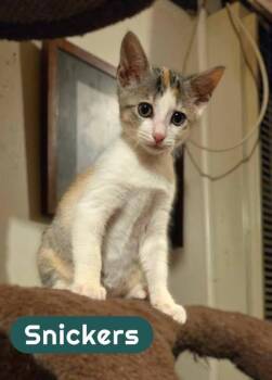 Rescue Calico Cats for Adoption in Okemah, Oklahoma - Snickers | PetCurious
