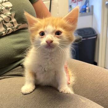 Wheeler -  Domestic Medium Hair Cat for Adoption in Albert Lea, Minnesota - Wheeler | PetCurious