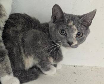 Rescue Domestic Short Hair Cats for Adoption in Hollister, Missouri - Taylor | PetCurious