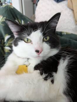 SAUVIE #1936 - Offered by Owner - Friendly Gal -  Domestic Medium Hair Cat for Adoption in Hillsboro, Oregon - SAUVIE #1936 - Offered By Owner - Friendly Gal | PetCurious