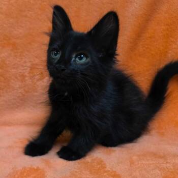BLAZE -  Domestic Medium Hair Cat for Adoption in Graham, Washington - BLAZE | PetCurious