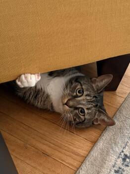Bobbi -  Domestic Short Hair and Tabby Cat for Adoption in Roxbury Township, New Jersey - Bobbi | PetCurious