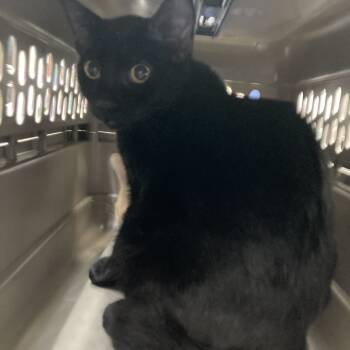 Rescue American Shorthair Cats for Adoption in Galveston, Texas - Malibu | PetCurious