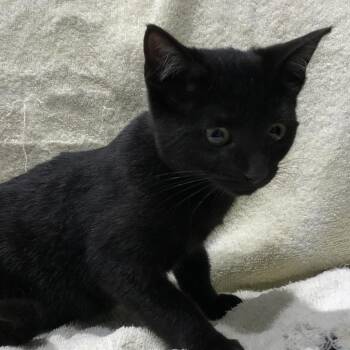 Freya -  Domestic Short Hair Cat for Adoption in Tampa, Florida - Freya | PetCurious