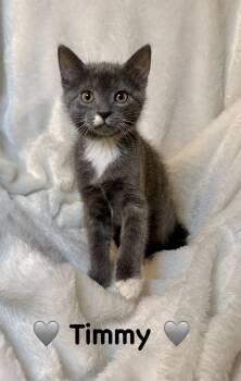 Domestic Short Hair Cats Available for Adoption in Copley, Ohio - Timmy | PetCurious