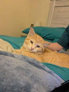 Rescue Domestic Short Hair Cats for Adoption in Clymer, Pennsylvania - Pearl | PetCurious