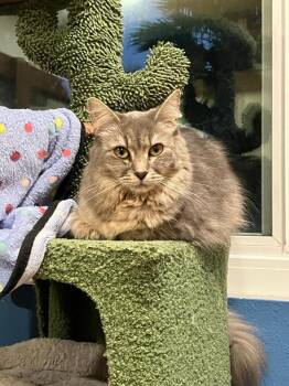 Blue -  Domestic Long Hair Cat for Adoption in Oceanside, California - Blue | PetCurious