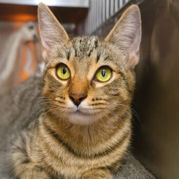 Rescue Tabby and Domestic Short Hair Cats for Adoption in Quincy, Ohio - Sitka | PetCurious