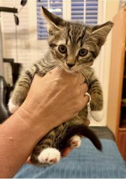 Domestic Short Hair Cats Available for Adoption in Ruskin, Florida - Vesper | PetCurious