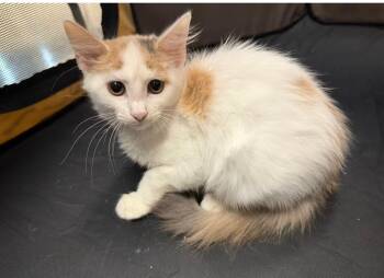 Jolene -  Domestic Medium Hair Cat for Adoption in Toms River, New Jersey - Jolene | PetCurious