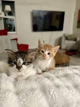 George -  Domestic Medium Hair and Domestic Short Hair Cat for Adoption in Honolulu, Hawaii - George | PetCurious