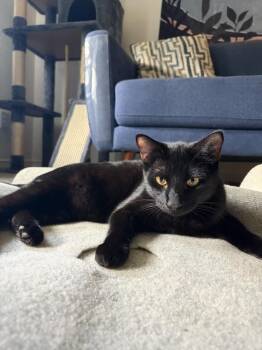 Puma -  Domestic Short Hair Cat for Adoption in Dallas, Texas - Puma | PetCurious