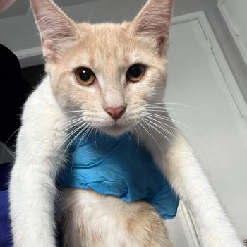 Regina -  Domestic Short Hair Cat for Adoption in Midland, Texas - Regina | PetCurious