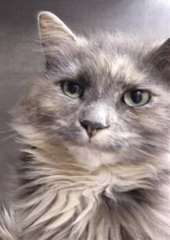 Domestic Long Hair Cats Available for Adoption in Hagerstown, Maryland - SALTY | PetCurious