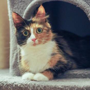Rosie -  Domestic Long Hair Cat for Adoption in Brockton, Massachusetts - Rosie | PetCurious