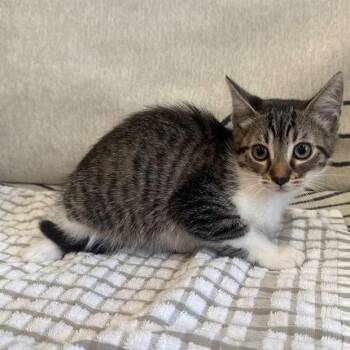 Basil -  Domestic Short Hair Cat Available for Adoption in Long Beach, California - Basil | PetCurious