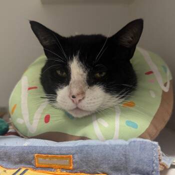 Magic -  Domestic Short Hair Cat for Adoption in Dearborn, Michigan - Magic | PetCurious