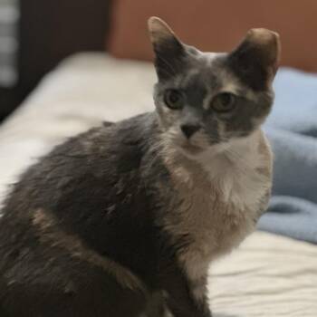 Rescue Domestic Short Hair Cats for Adoption in Martinsville, Indiana - Esperanza | PetCurious