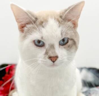 Siamese and Turkish Van Cats Available for Adoption in Bedford Hills, New York - Atlas Is Our Siamese God Of Kisses N