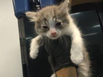 Domestic Short Hair Cats Available for Adoption in Thousand Palms, California - A1918308 | PetCurious