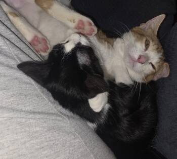 Indigo -  Domestic Short Hair Cat for Adoption in The Woodlands, Texas - Indigo | PetCurious