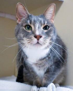 Fun Dance -  Domestic Short Hair Cat for Adoption in Chamblee, Georgia - Fun Dance | PetCurious