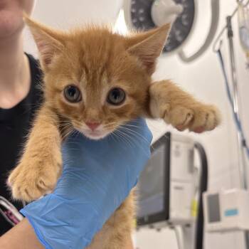 Mango -  Domestic Short Hair Cat for Adoption in Winston-salem, North Carolina - Mango | PetCurious